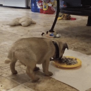 Vlasnica se nije mogla prestati smijati kad je vidjela što se njenom psiću dogodilo dok je jeo