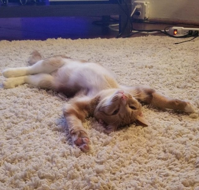 "Mislim da mačka koju sam posvojila nikada nije vidjela tepih. Ovako je ležala oko 30 minuta."