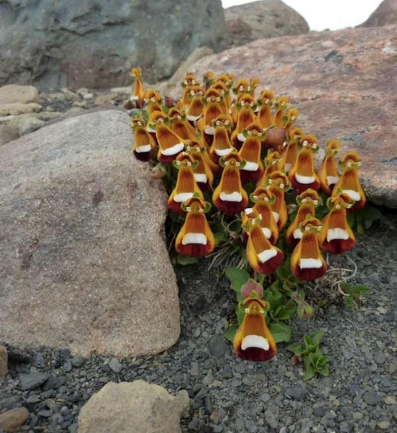 Ovo cvijeće izgleda kao skupina pilića s naočalalama.