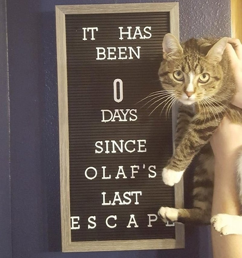 Ovo očito nije kućna mačka.