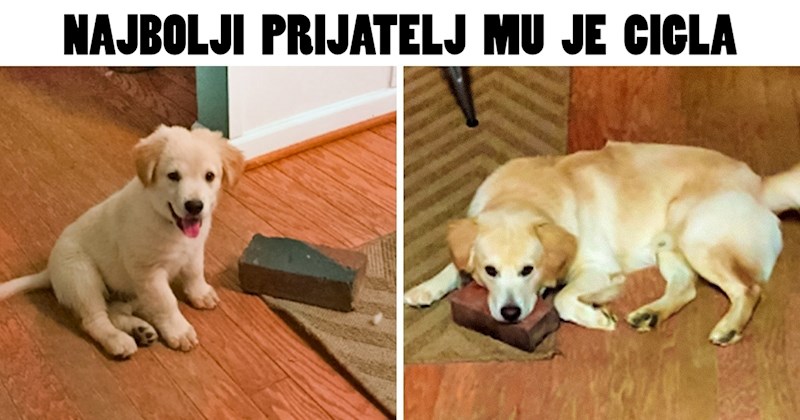 20 zanimljivih slika kućnih ljubimci koji su svoje vlasnike ostavili bez teksta