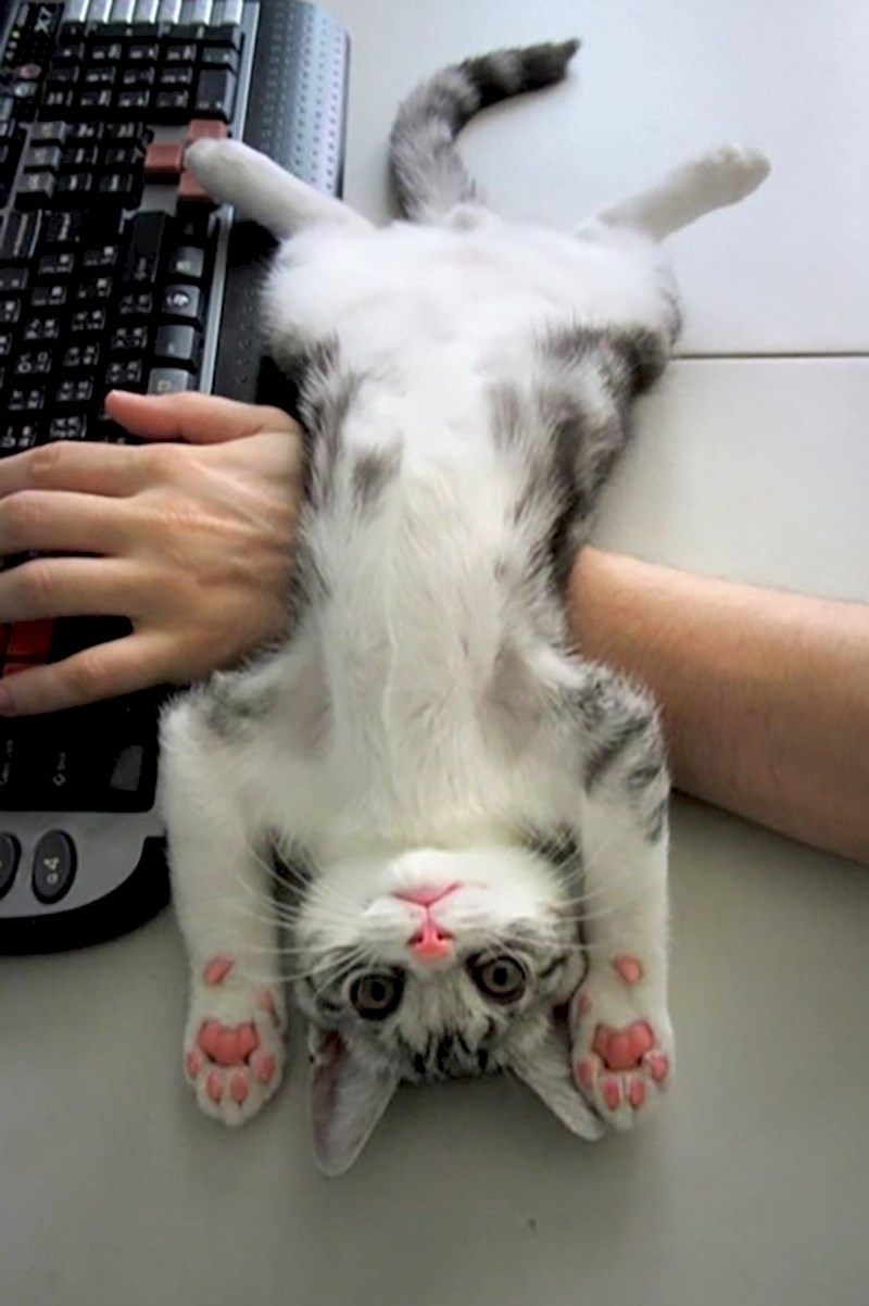 "Trebam tvoju pažnju, mazi me!"