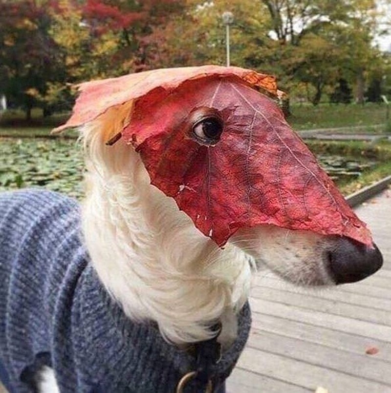 Maskirani pljačkaš krenuo je opljačkati dućan sa hranom za pse.