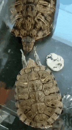 Promatrao je svoje kornjačice pa snimio smiješnu scenu, bilo je šamaranja!