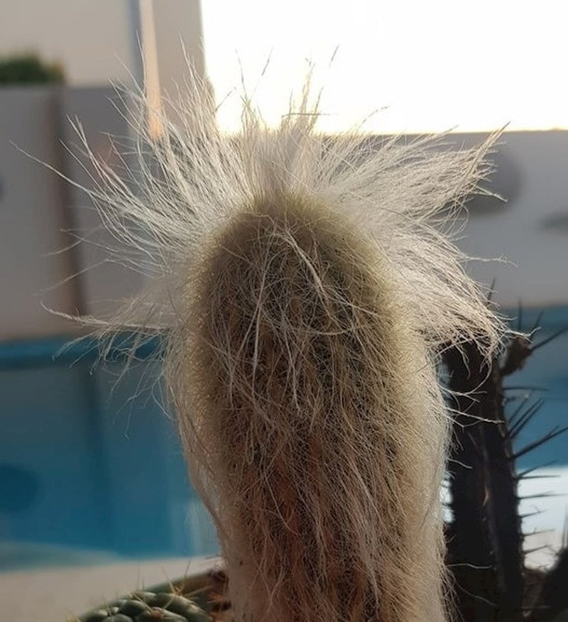 Ovaj kaktus izgleda kao starija žena s raščupanom kosom.