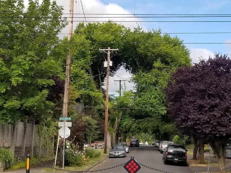 I oni su mogli posjeći drvo, no nisu htjeli.