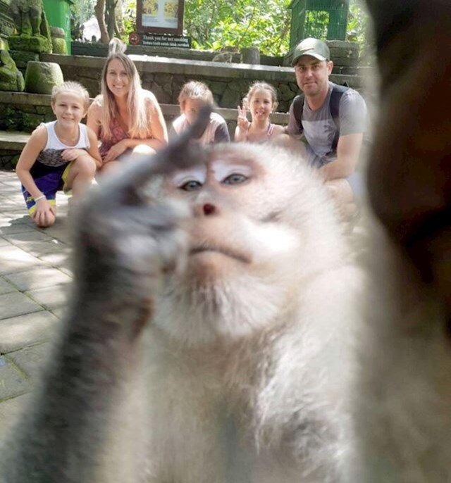 Je li ovaj majmun upropastio fotografiju ili je poboljšao?