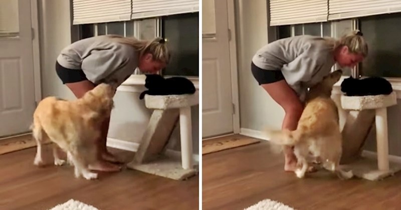 Ljubomorni pas nije mogao podnijeti vlasničino ignoriranje, mačka je nakon ovoga brzo odustala