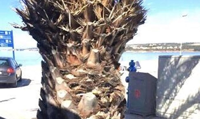 Ljudi u Biogradu nisu bili pretjerano oduševljeni kad su vidjeli kako je netko ukrasio ovu palmu