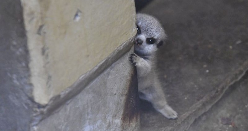 Japanski fotograf je slikao sramežljivu bebu markata koja je trebala malo vremena kako bi se opustila