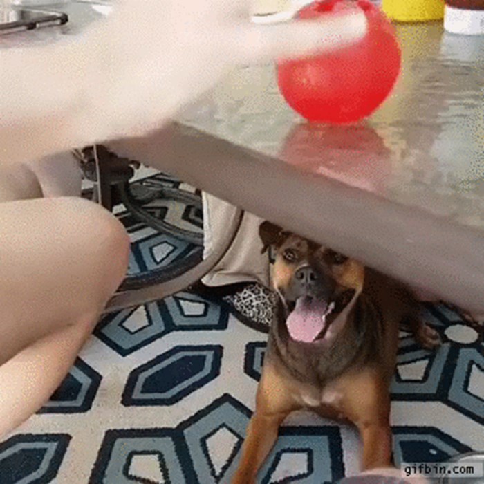 Nisu se mogli prestati smijati kad su vidjeli kako pas reagira na hvatanje crvene loptice