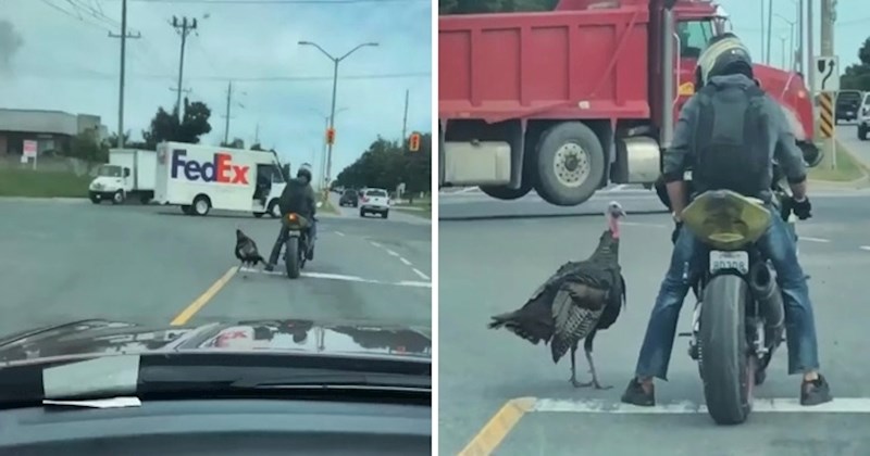 Vozači su se zaustavili na semaforu, a onda je netko snimio prizor koji izgleda pomalo nestvarno
