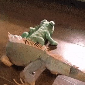 Ljubimcu je kupio plišanu igračku, no gušteru se novi prijatelj nije svidio