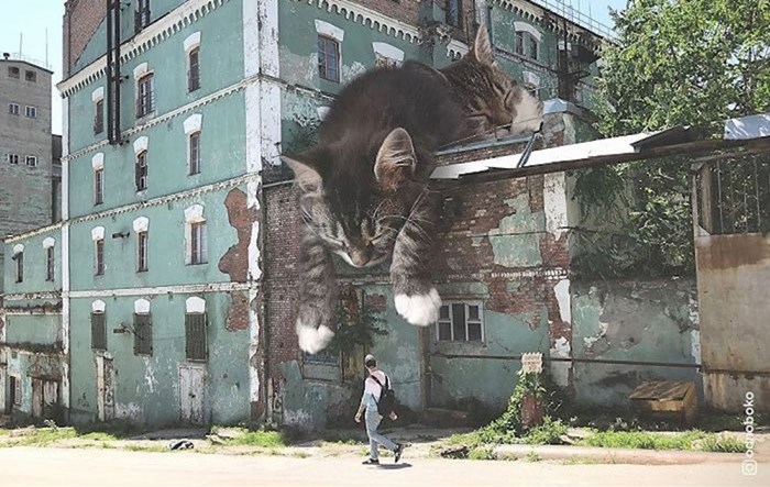 Ovaj umjetnik stvara slike koje pokazuju kako bi izgledao svijet ogromnih mačaka