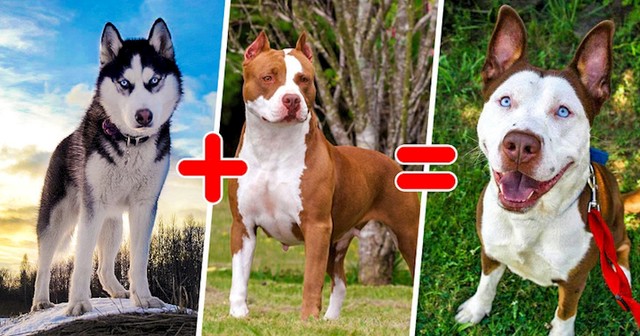Mješanac haskija i pitbulla