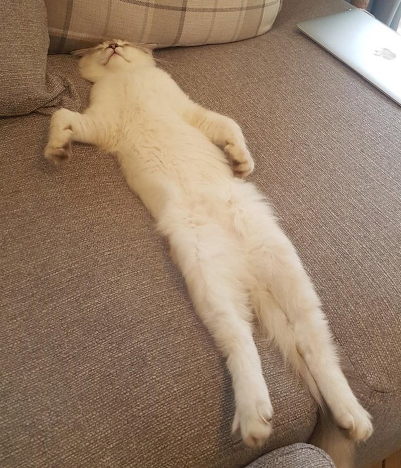 Svi znamo mačku koja ovako spava.