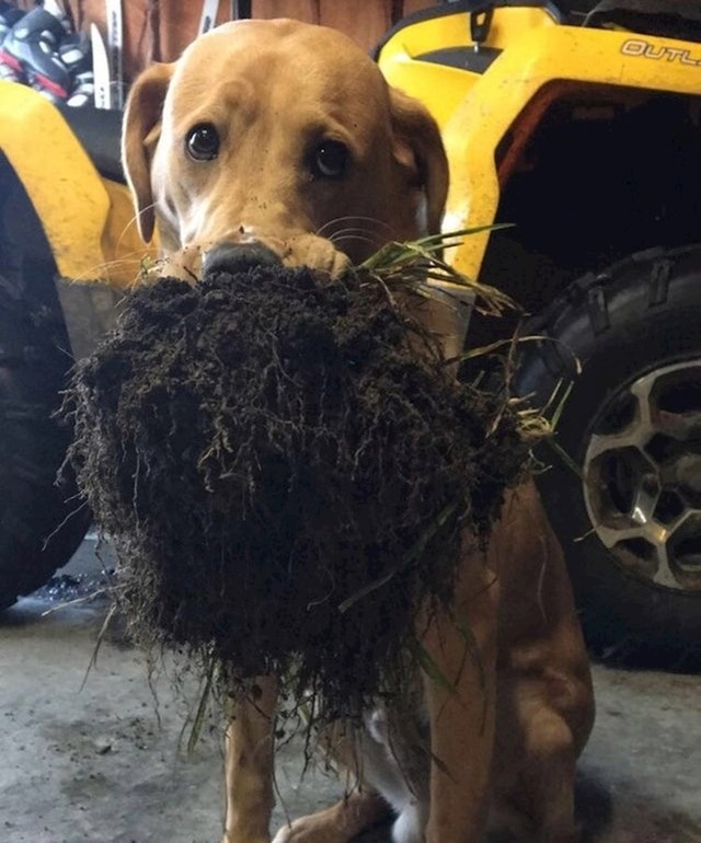 Ovaj pas je svom vlasniku donio predivan dar - zemlju.