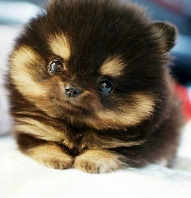 Ova vrsta se zove Pomsky i mješanac je sibirskog haskija i pomeranskog špica.