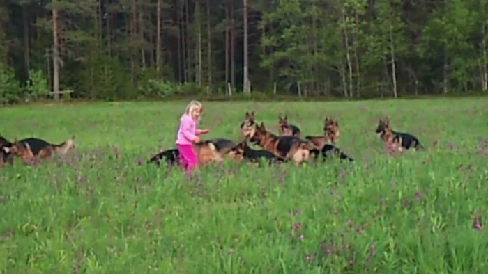 Djevojčicu je okružilo 14 njemačkih ovčara, roditelji su snimili što se dogodilo kad je počela bacati travu oko sebe