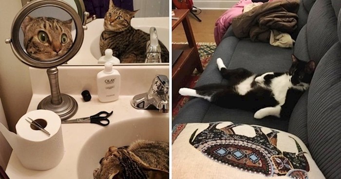 17 slika koje pokazuju kako život izgleda kada imate mačku u kući
