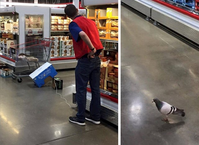 Kupac je uhvatio radnika koji je u supermarketu pokušavao uloviti goluba.