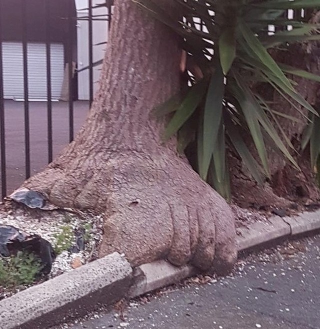 Drvo koje izgleda kao noga Bigfoota