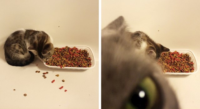 "Htio sam slikati svoje novo mače kako jede, ali se druga mačka ljubomorno ubacila u kadar."