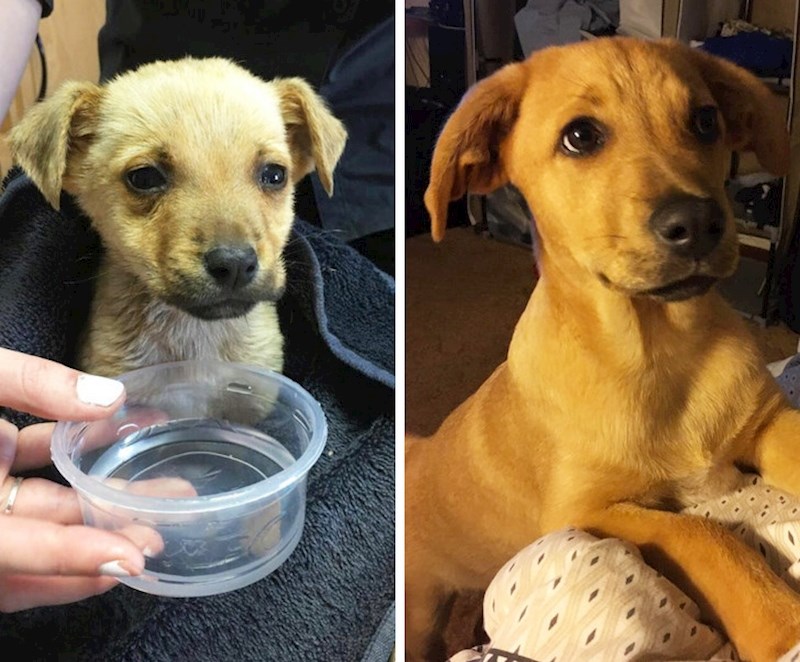 "Moj Apollo kad sam ga pronašao i nakon par mjeseci njege, ljubavi i hrane."