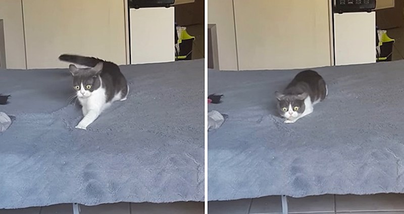 Svijet se smije paranoičnoj mački koja se ponašala kao da ima žestoke halucinacije