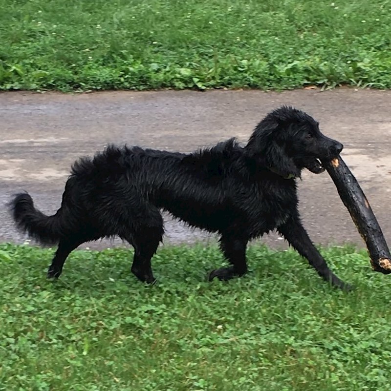 "Ovdje moj pas izgleda kao da ga je nacrtao srednjevjekovni redovnik koji nikad nije vidio psa."