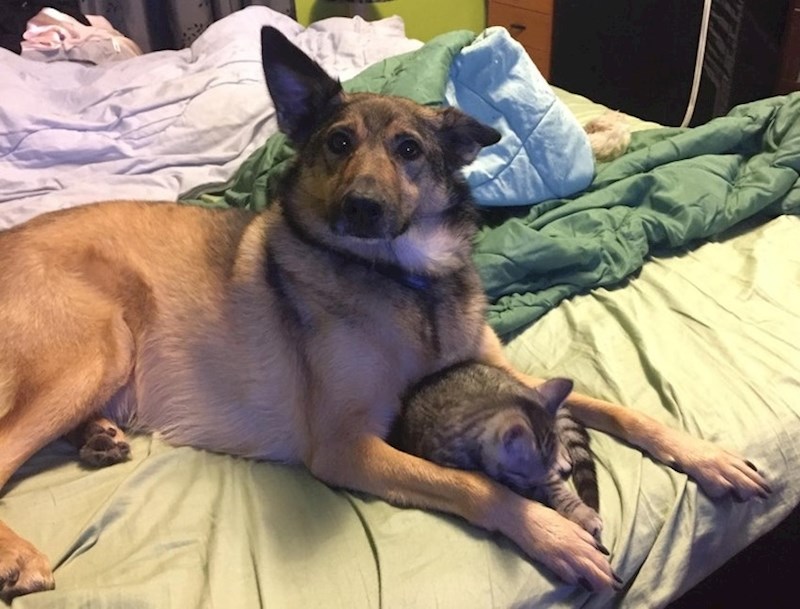 "Moj pas ne zna što da radi s macom koja ga je odjednom odlučila voljeti."