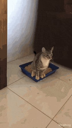 Mačka je napravila nered, no vlasnica se svejedno smijala kad je vidjela što se dogodilo