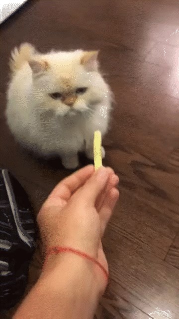 Mačka je bila totalno uvrijeđena kad je pomirisala hranu koju joj je ponudila vlasnica