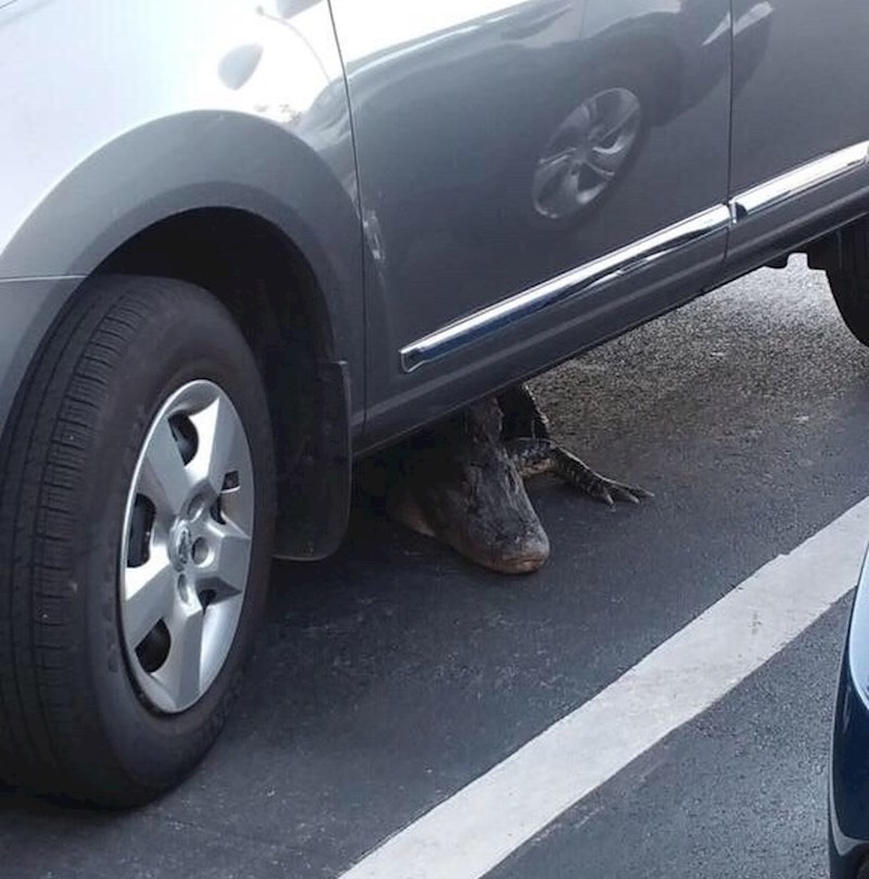 "Ma ok je, možemo ići i busom..."