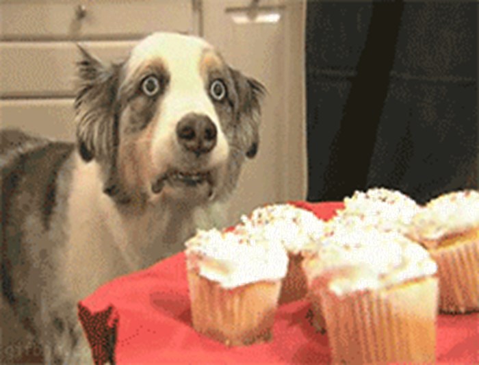 Kakve traume ima ovaj pas i zbog čega je napravio ovakvo lice kad je vidio kolačiće?
