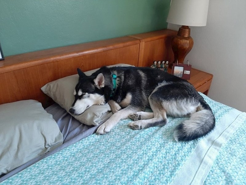 Nisu joj dali da spava na krevetu, no ona je tiho ušla i iskoristila priliku. :)