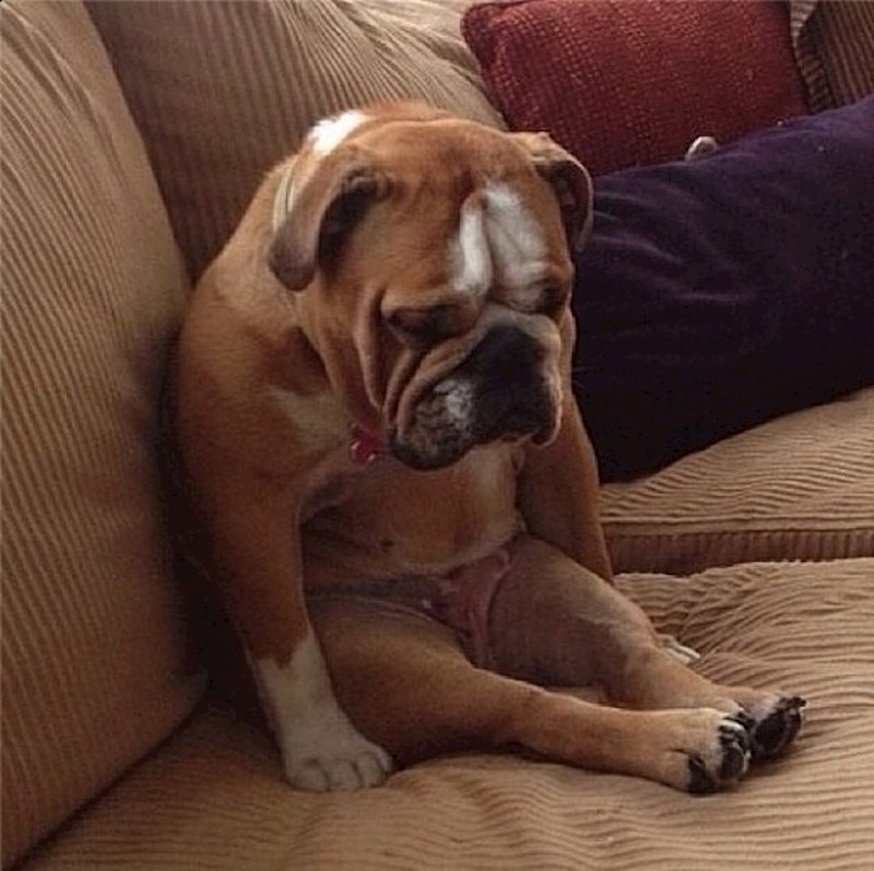 Kad ponestane mokre hrane, pa su samo keksići na ručak.