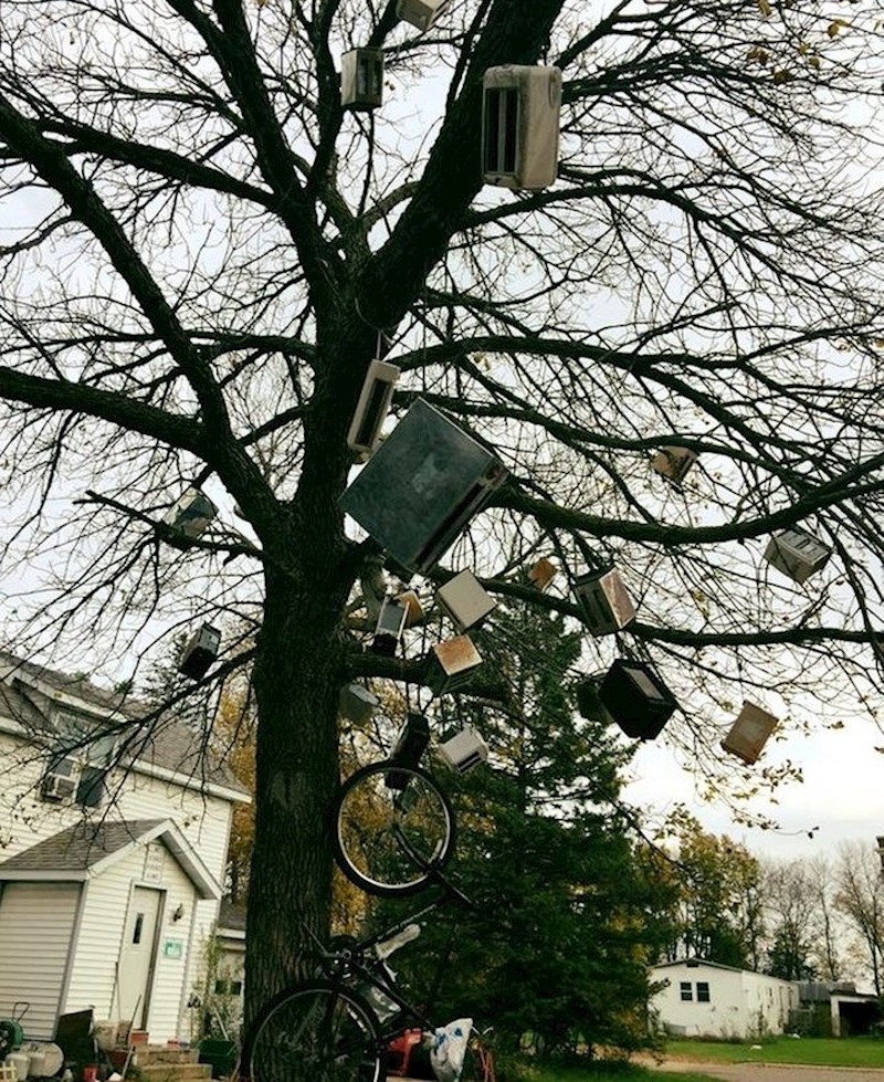 Na ovom stablu rastu tosteri.