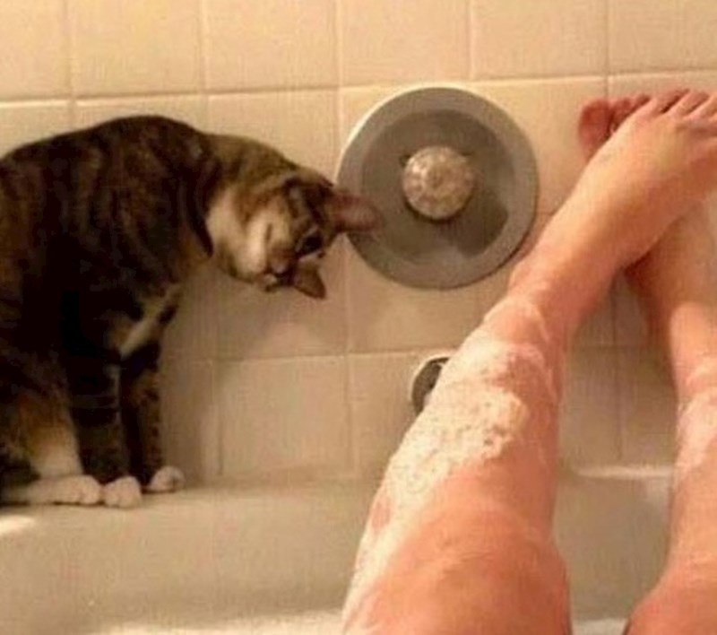 Znatiželjna maca gleda vlasnicu koja leži u kadi...