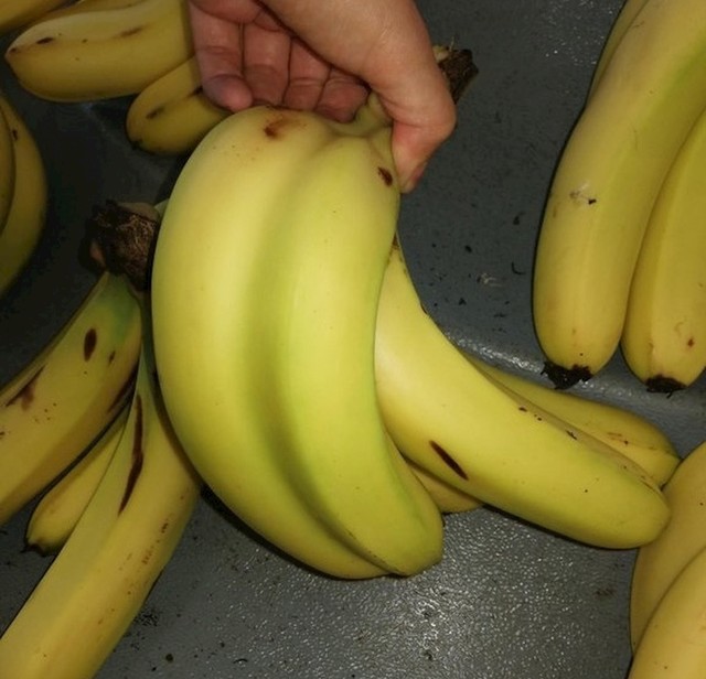 Dvije banane u jednoj kori?!