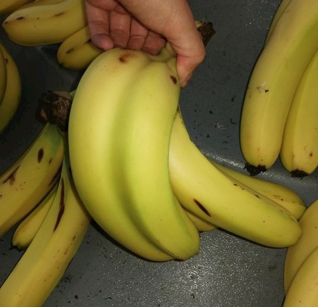Dvije banane u jednoj kori?!