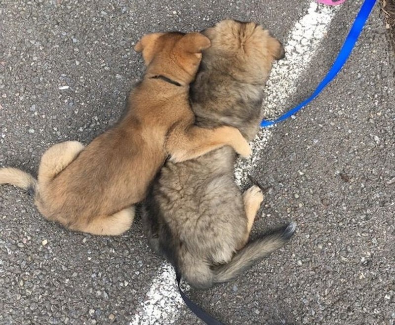 Grlio je prijatelja koji je morao ići kod veterinara.