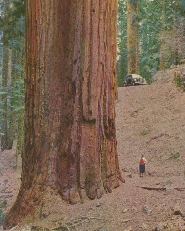 Ogromno drvo!