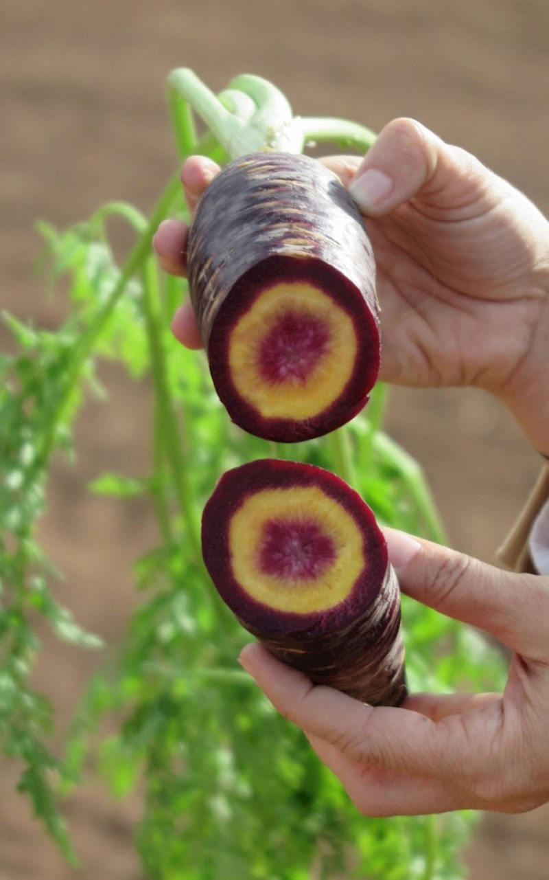 Mrkve su nekad bile ljubičaste