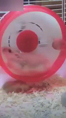 Životinjske mame se ponekad na prečudan način zabavljaju sa svojim bebicama