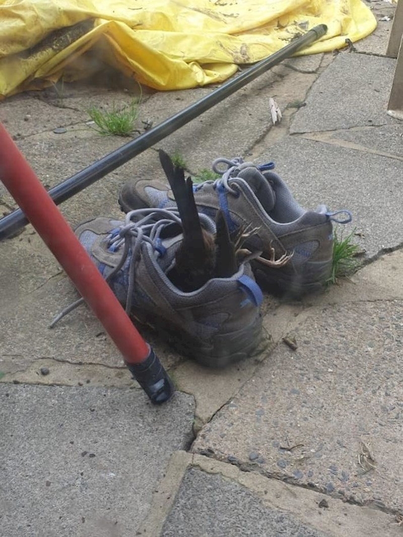 "Mom prijatelju je ptica umrla u tenisicama."