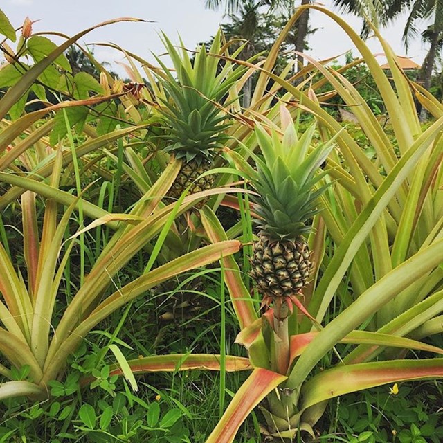 Jeste li znali da ananas ne raste na stablima?