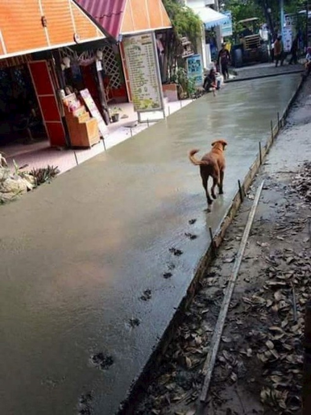 Pas je radnicima pokvario dan...