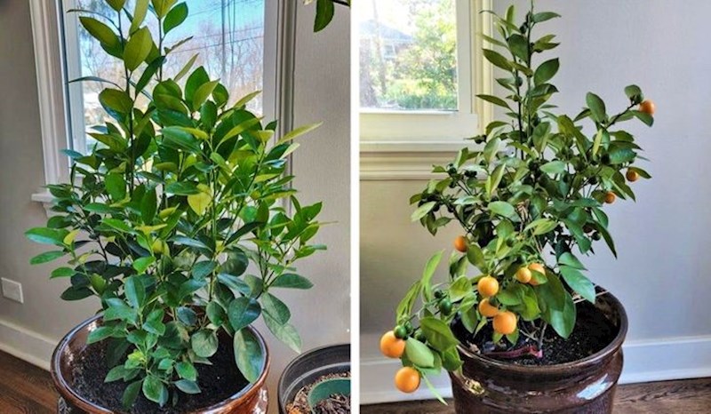 "Moja sobna voćka konačno ima plodove! Osjećam se kao ponosan roditelj!"