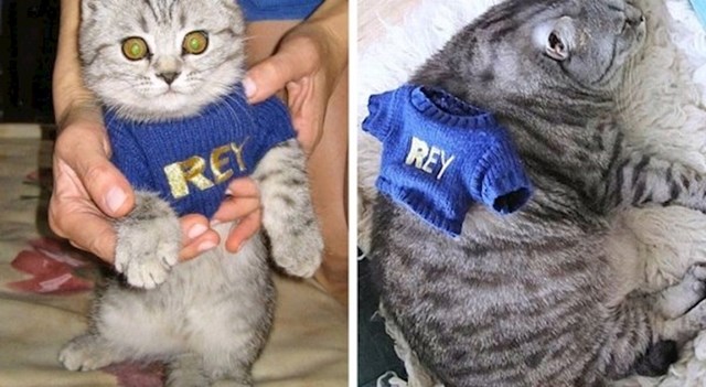 Isti puloverčić, ista mačka